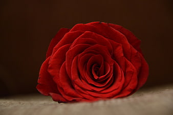 Close-up of a vibrant red rose on a dark background