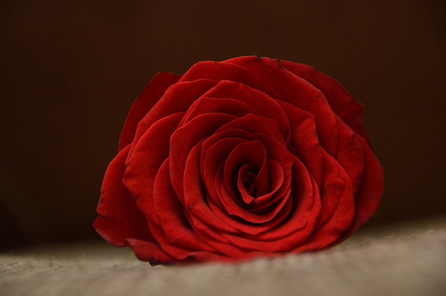 Close-up of a vibrant red rose on a dark background