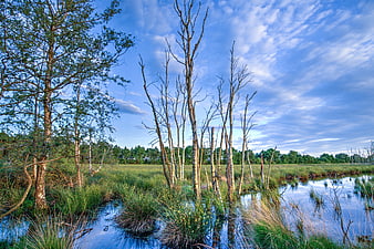Wetland landscape with dead birch trees and blue sky