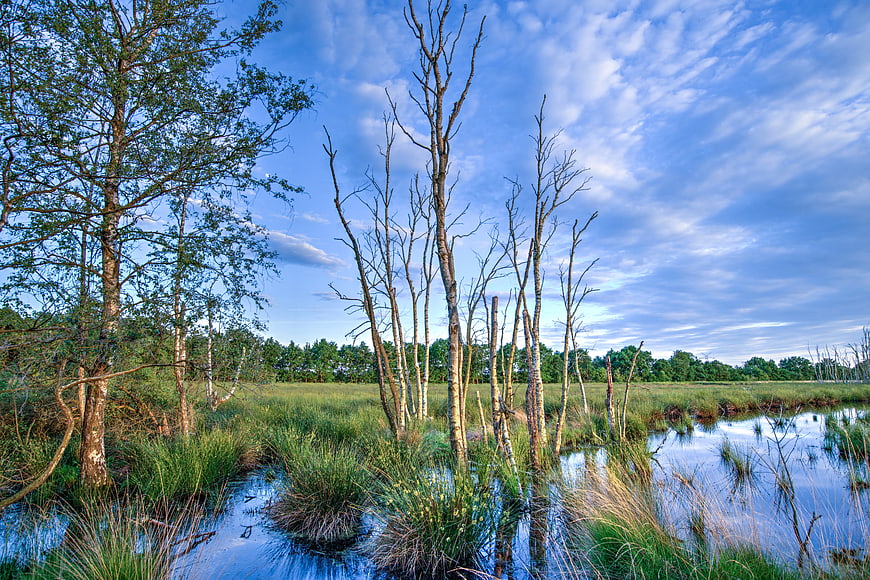Wetland landscape with dead birch trees and blue sky