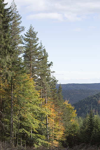 Autumn Forest Landscape with Pine Trees and Mountain View