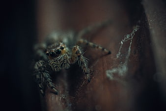 Macro close-up of a jumping spider on a leaf