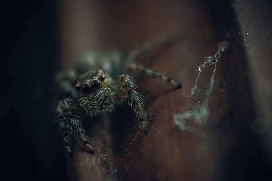 Macro close-up of a jumping spider on a leaf