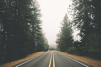 Foggy Forest Road with Tall Pine Trees