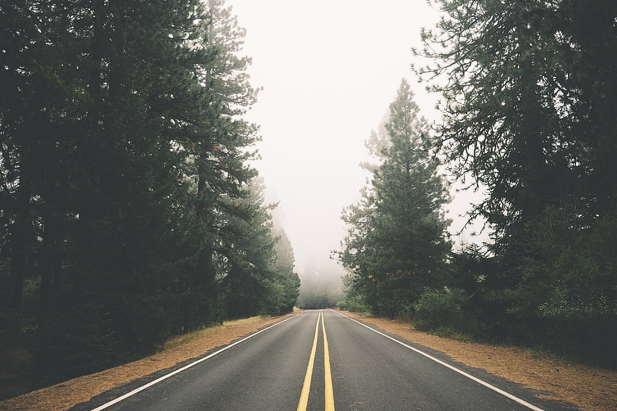 Foggy Forest Road with Tall Pine Trees