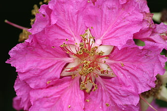 Close-up of vibrant pink crepe myrtle flower with detailed stamens
