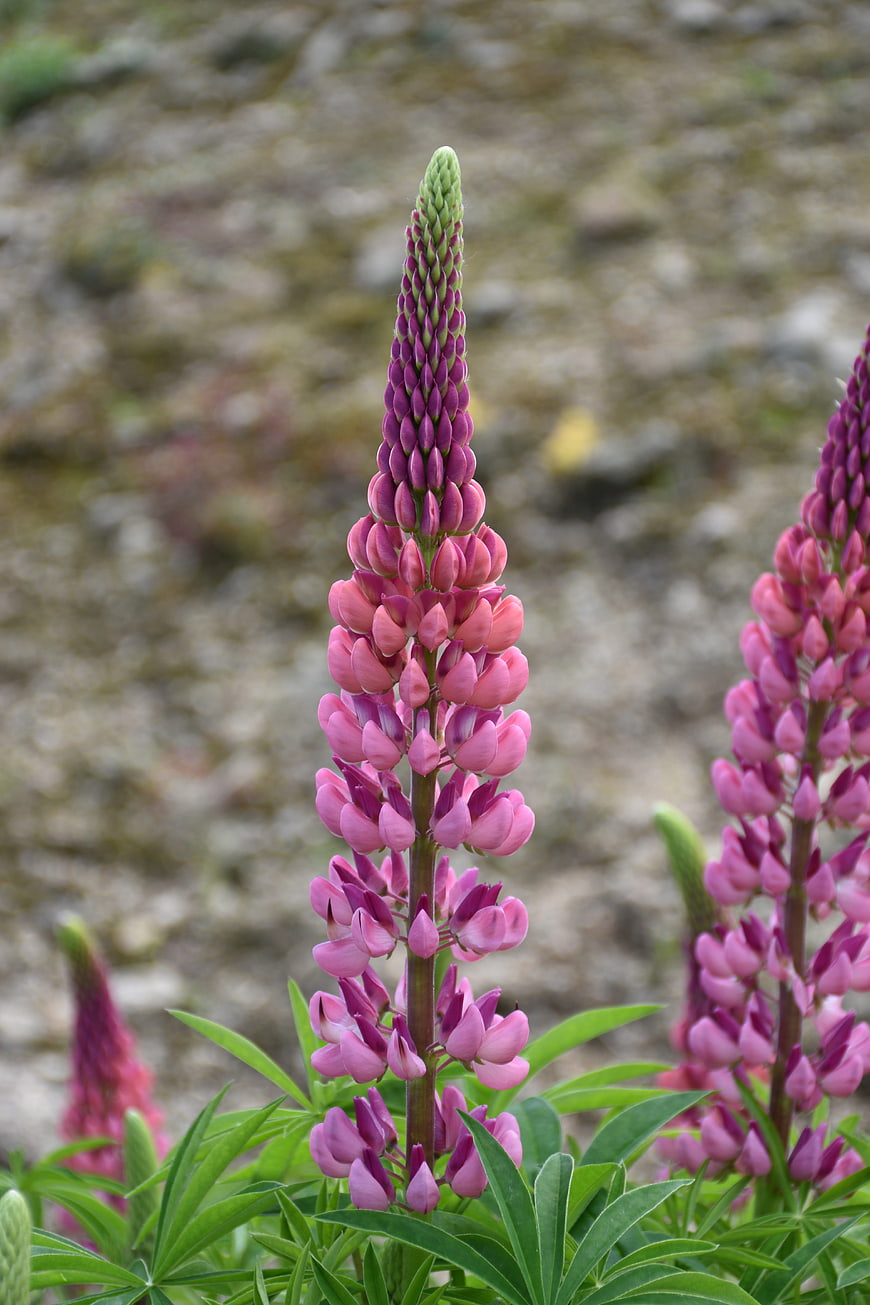 Tall Pink and Purple Lupine Flower in Bloom
