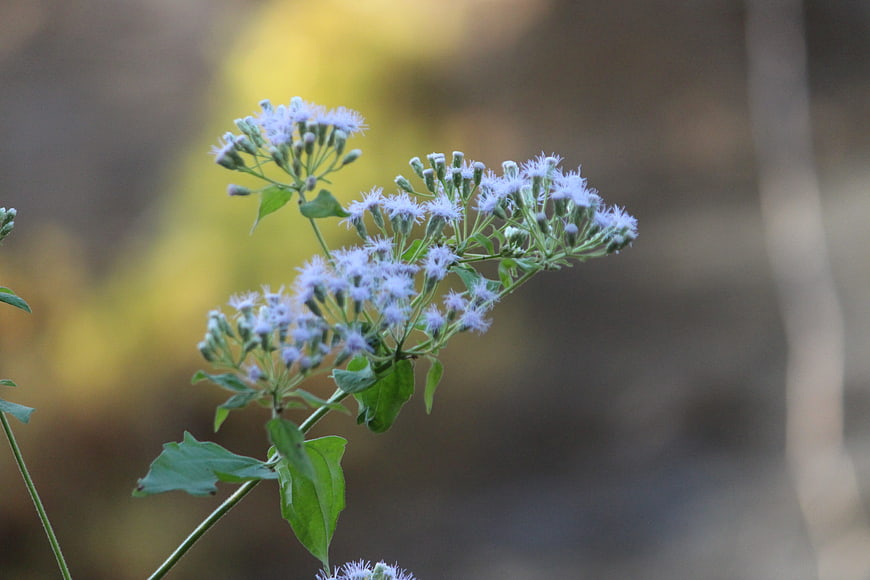 Close-up of delicate light purple wildflowers with green leaves