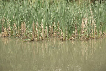 Tall green reeds growing in calm murky water