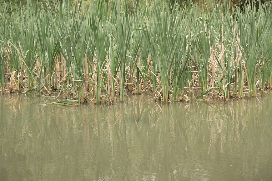Tall green reeds growing in calm murky water