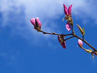 Pink Magnolia Blossoms on Branch Against Blue Sky