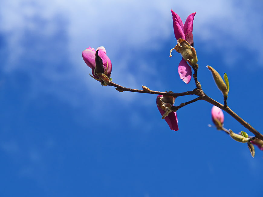 Pink Magnolia Blossoms on Branch Against Blue Sky
