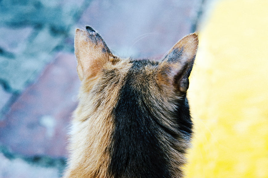 Close-up of a cat's ears and back fur