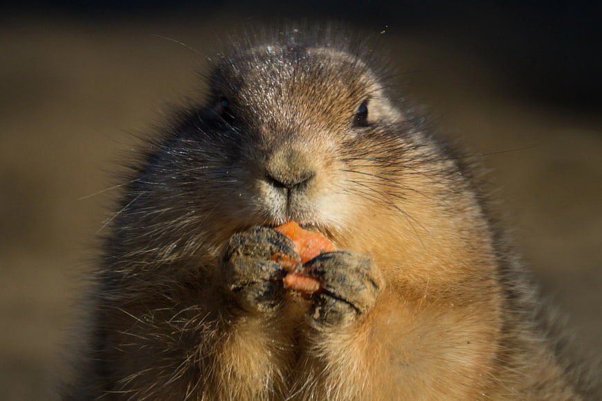 Close-up of Cute Ground Squirrel Eating Carrot