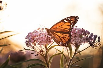 Monarch Butterfly on Pink Milkweed Flower in Golden Sunlight