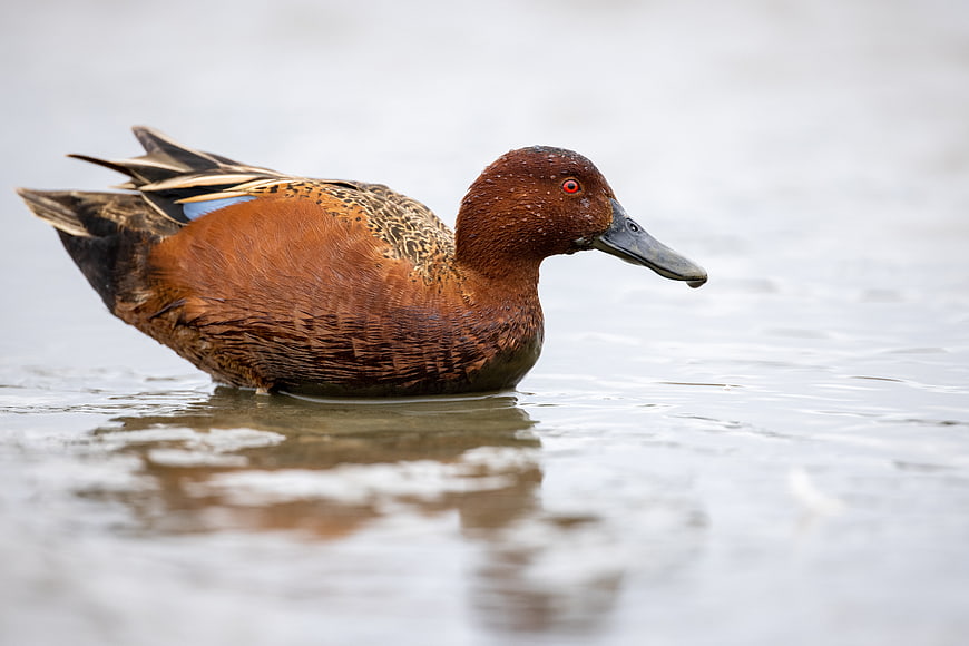 Cinnamon Teal Duck Swimming in Calm Water