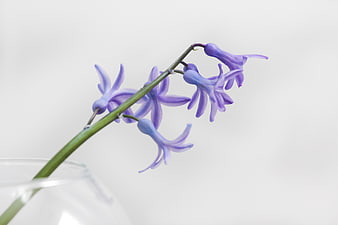 Purple hyacinth flower in glass vase on white background
