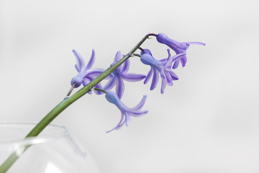 Purple hyacinth flower in glass vase on white background