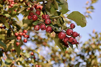 Red crabapples hanging on a tree branch in sunlight