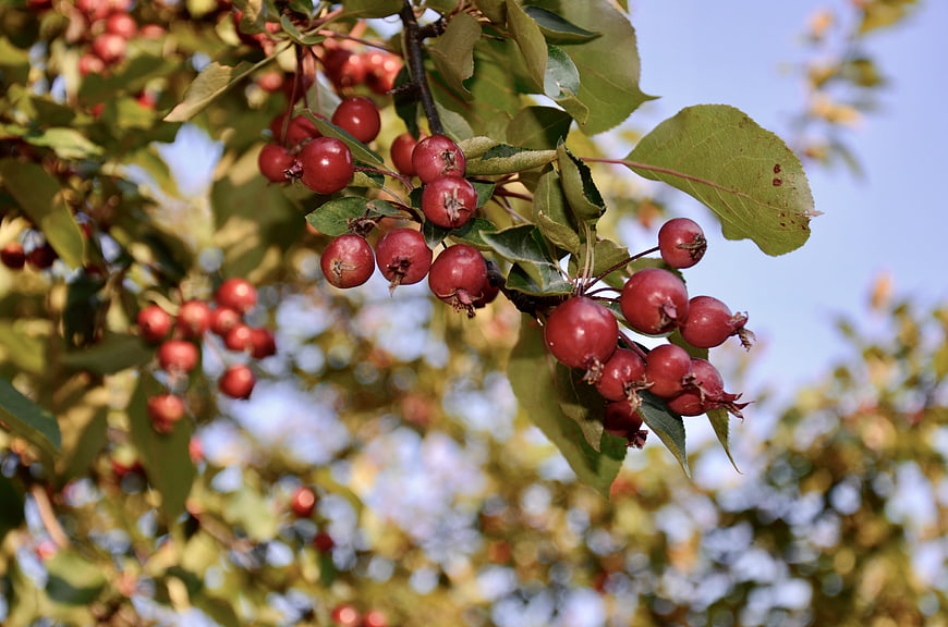 Red crabapples hanging on a tree branch in sunlight
