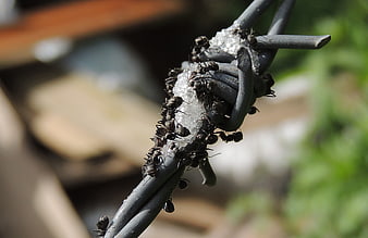 Close-up of black ants crawling on barbed wire