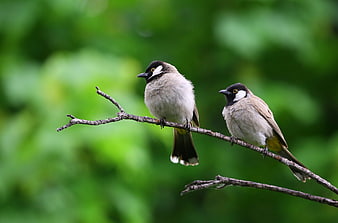 Two White-eared Bulbuls Perched on a Branch