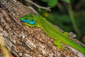 Vibrant Green Lizard with Blue Head on Tree Bark