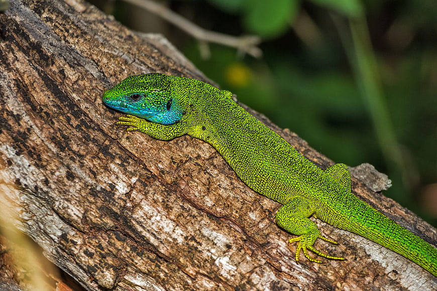Vibrant Green Lizard with Blue Head on Tree Bark