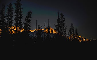 Alpenglow on Snowy Mountain Peaks Behind Silhouetted Pine Trees