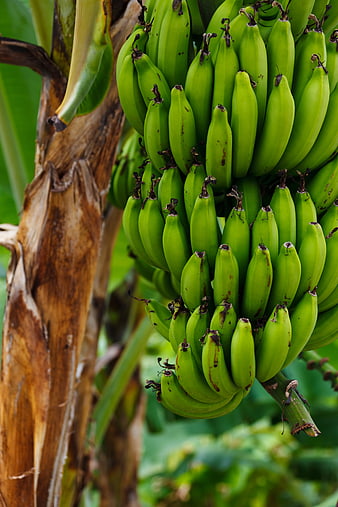 Bunch of Green Unripe Bananas on Tree