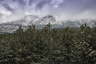 Snowy pine forest with misty mountain peaks
