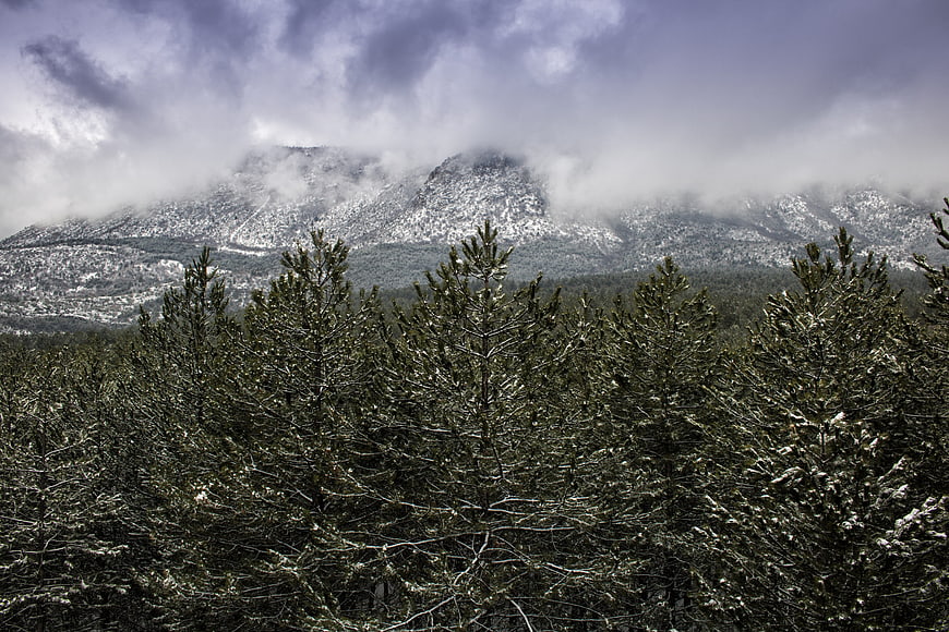 Snowy pine forest with misty mountain peaks