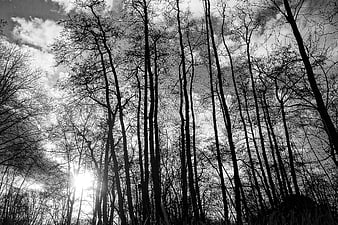 Black and white silhouette of tall bare trees against cloudy sky
