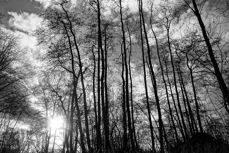 Black and white silhouette of tall bare trees against cloudy sky