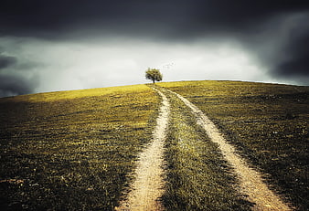 Lone Tree on Hilltop with Dirt Path Under Stormy Sky