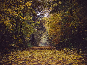 Autumn forest path covered in yellow leaves