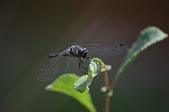Close-up of a black dragonfly perched on a green leaf