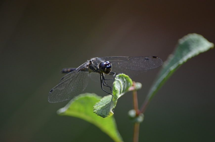 Close-up of a black dragonfly perched on a green leaf
