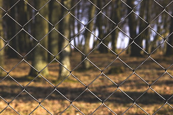 Chain-link fence with blurred forest background