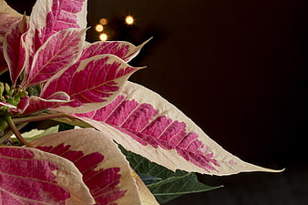 Close-up of Pink and White Variegated Poinsettia Leaves