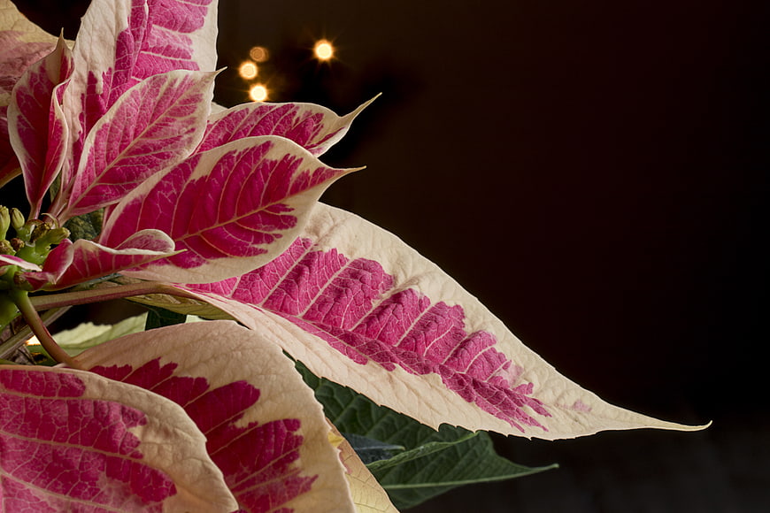 Close-up of Pink and White Variegated Poinsettia Leaves