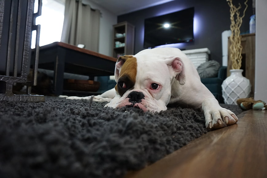 Sad English Bulldog Lying on Gray Shag Rug