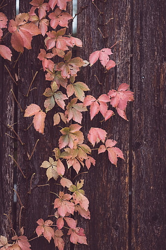 Pink autumn leaves on rustic wooden fence background