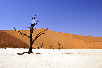Dead Vlei Namibia Landscape with Dead Trees and Orange Dunes