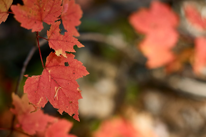 Close-up of vibrant red maple leaves in autumn