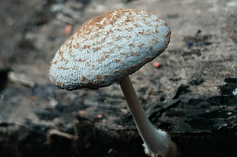 Close-up of a textured wild mushroom on forest floor
