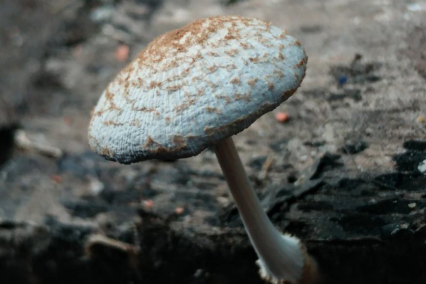 Close-up of a textured wild mushroom on forest floor