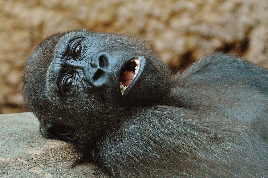 Close-up of a playful baby gorilla yawning on a rock
