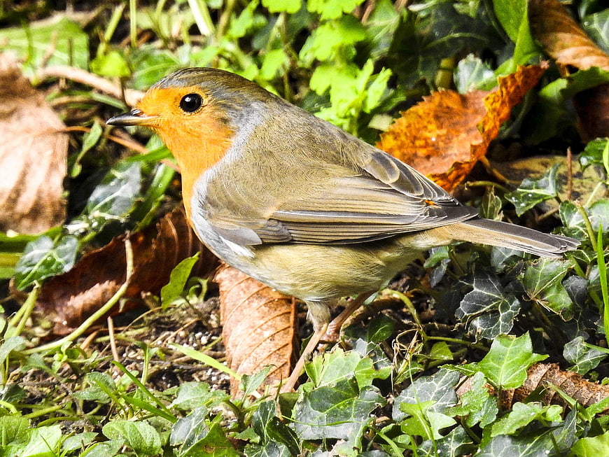 European Robin Bird Standing on Forest Floor with Ivy