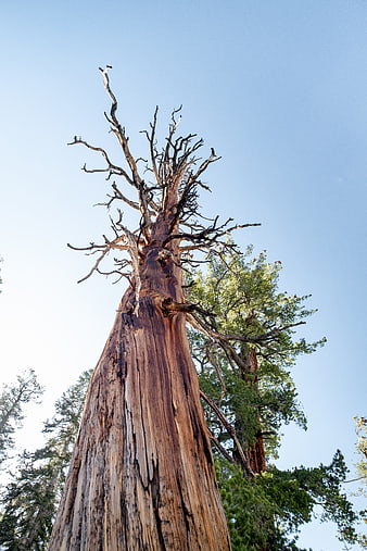 Low angle view of giant sequoia tree trunk against blue sky